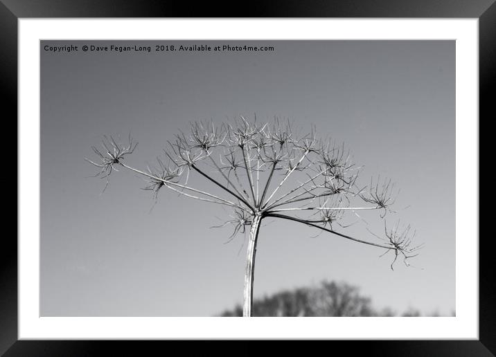 Simplicity in monochrome Framed Mounted Print by Dave Fegan-Long