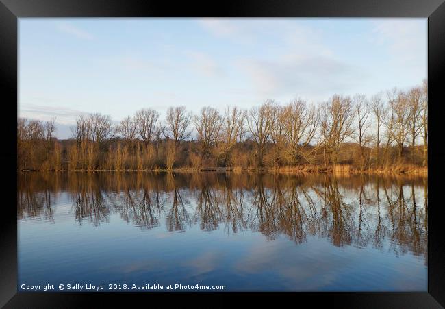 Whitlingham Broad Tree Reflections Framed Print by Sally Lloyd