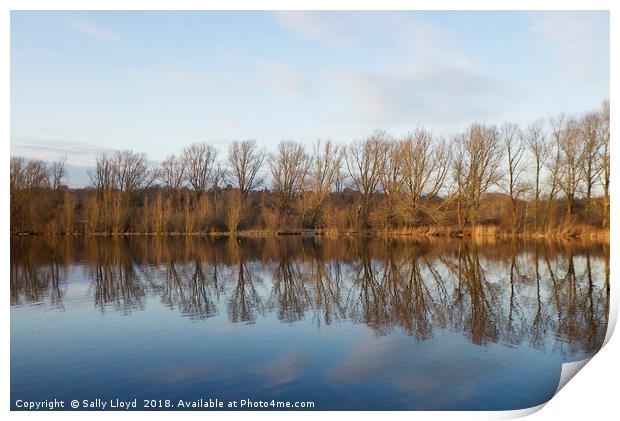 Whitlingham Broad Tree Reflections Print by Sally Lloyd