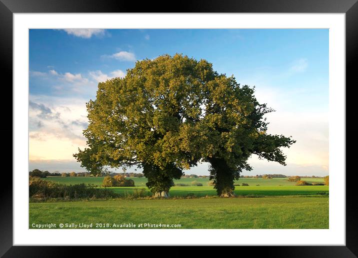 Two Trunk Tree Framed Mounted Print by Sally Lloyd