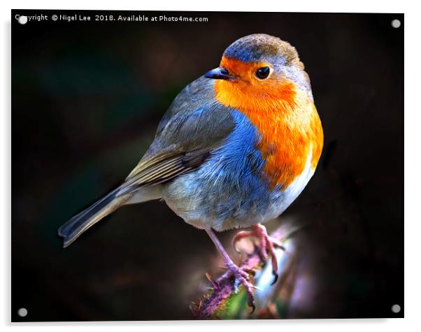 Red Robin Acrylic by Nigel Lee