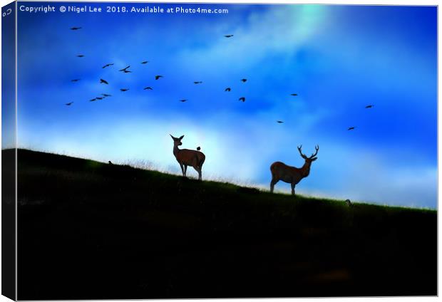 Red Deer Silhouette Canvas Print by Nigel Lee