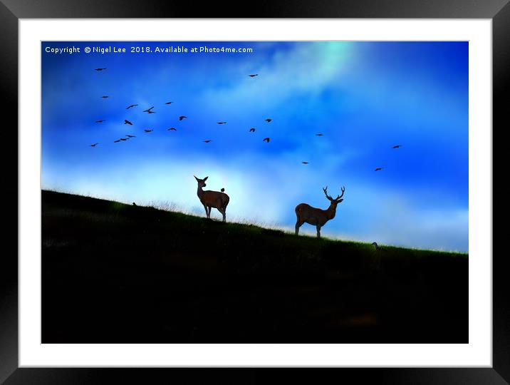 Red Deer Silhouette Framed Mounted Print by Nigel Lee