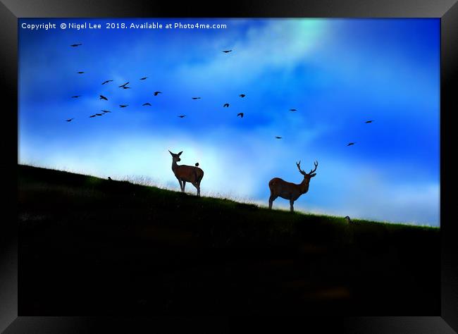 Red Deer Silhouette Framed Print by Nigel Lee