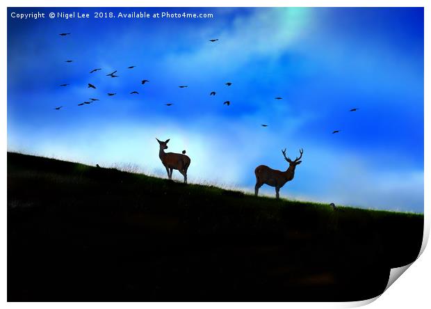 Red Deer Silhouette Print by Nigel Lee