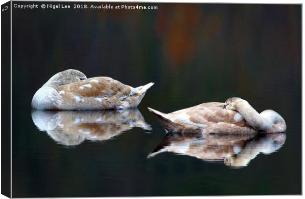 Sleeping Swans Canvas Print by Nigel Lee