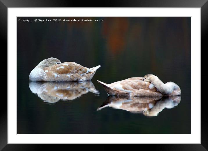 Sleeping Swans Framed Mounted Print by Nigel Lee
