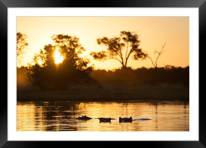 Hippos at sunset Framed Mounted Print by Villiers Steyn