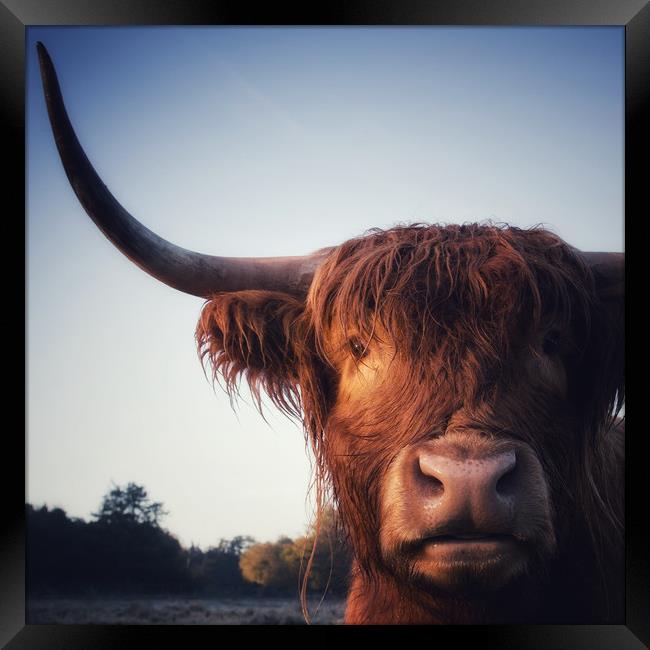 Highland Cow portrait Framed Print by Simon Wrigglesworth