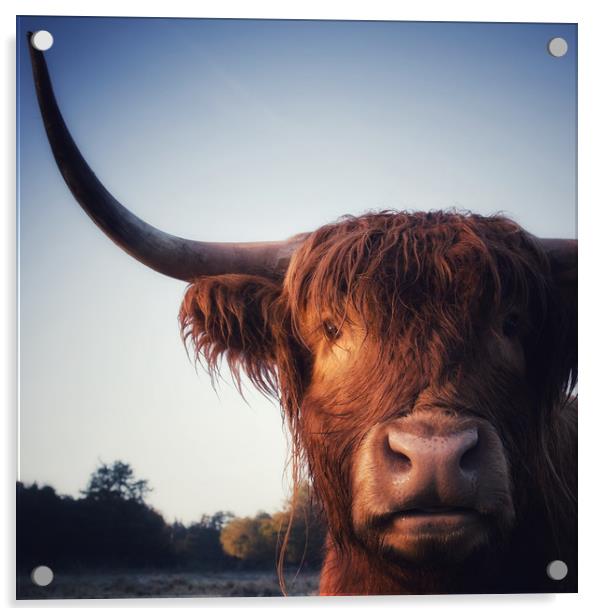 Highland Cow portrait Acrylic by Simon Wrigglesworth