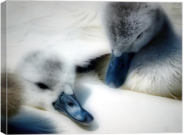 Wrapped In Swans Down Canvas Print by Pauline Simmonds