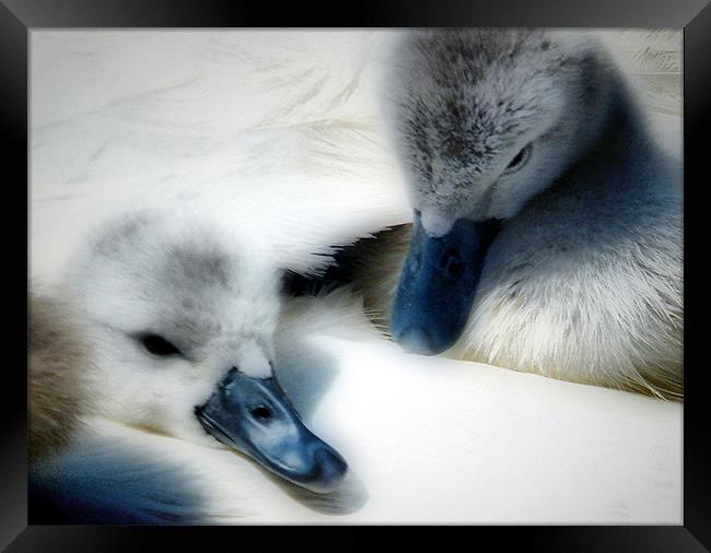 Wrapped In Swans Down Framed Print by Pauline Simmonds