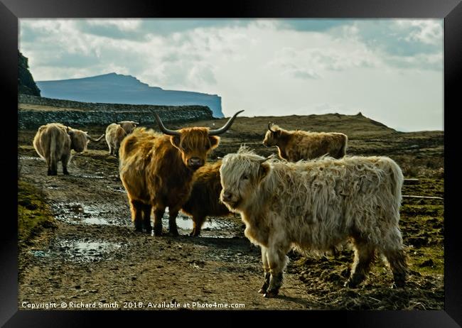 A herd of Highland Cattle Framed Print by Richard Smith