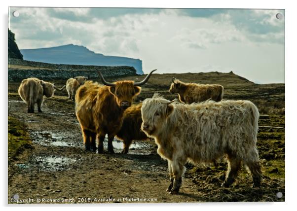 A herd of Highland Cattle Acrylic by Richard Smith