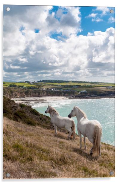 Welsh Ponies Church Bay Acrylic by North Wales Photography