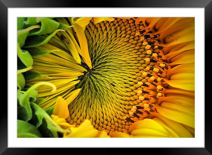 Close Contact Framed Mounted Print by Pauline Simmonds