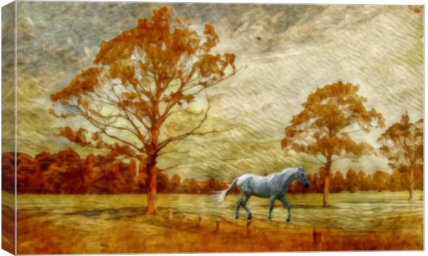 white horse Canvas Print by sue davies