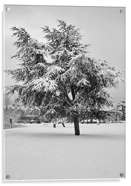 Yew tree Acrylic by Doug McRae