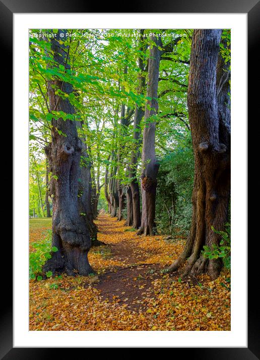 The Monk's Walk in the gardens of Guisborough Prio Framed Mounted Print by Peter Jordan