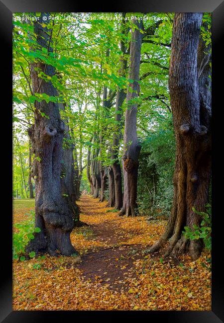 The Monk's Walk in the gardens of Guisborough Prio Framed Print by Peter Jordan