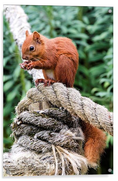 Red Squirrel Feeding Acrylic by Pam Sargeant