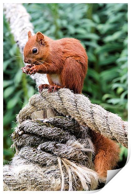 Red Squirrel Feeding Print by Pam Sargeant