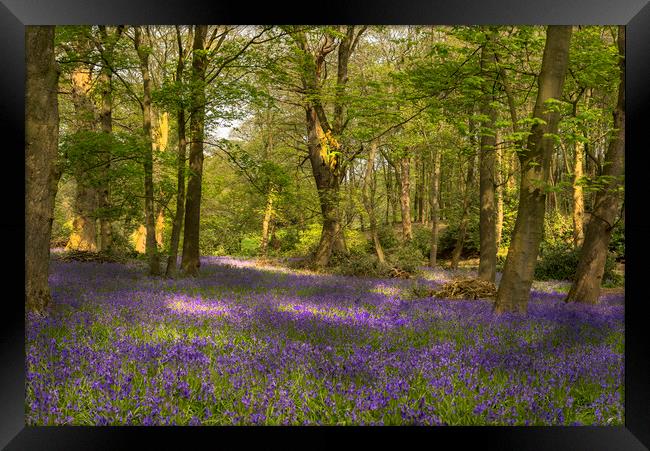 Bluebell Woods Framed Print by Pam Sargeant