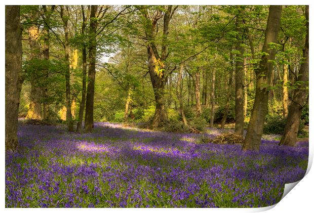 Bluebell Woods Print by Pam Sargeant