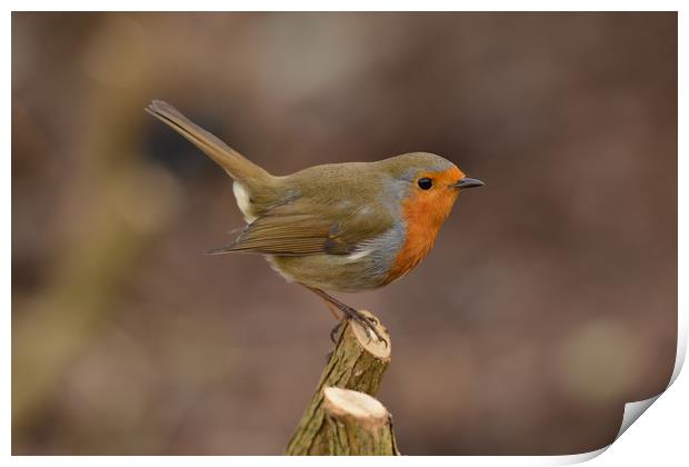 Robin in Winter Print by Ann McGrath