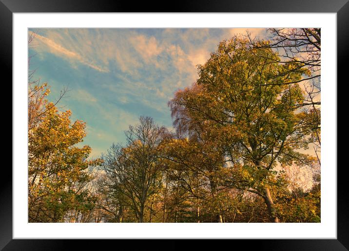 Autumn Leaves Framed Mounted Print by Ann McGrath