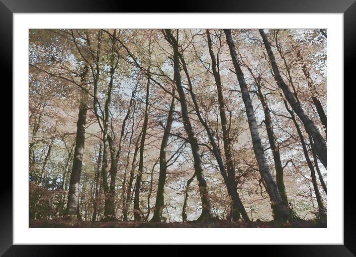 Painted Trees Framed Mounted Print by Ann McGrath