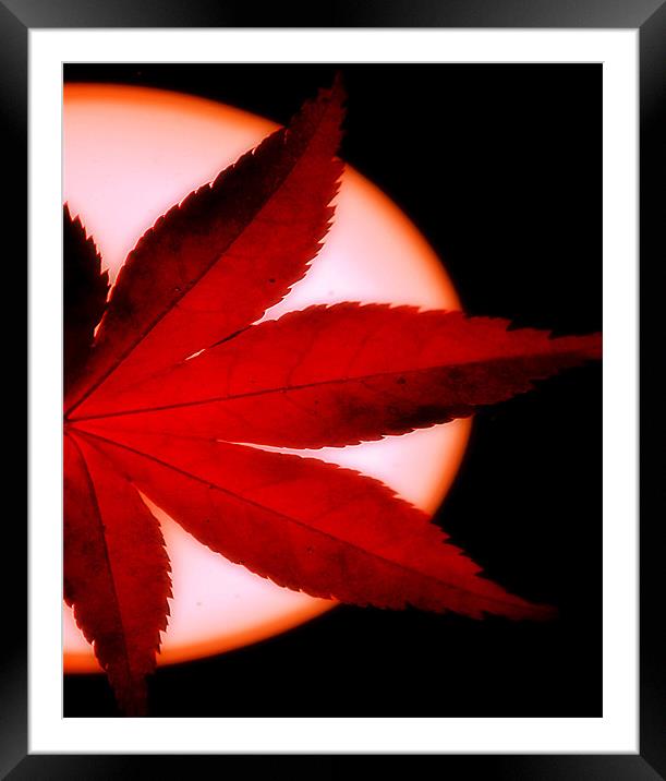 Autumn Fire Framed Mounted Print by Chris Manfield