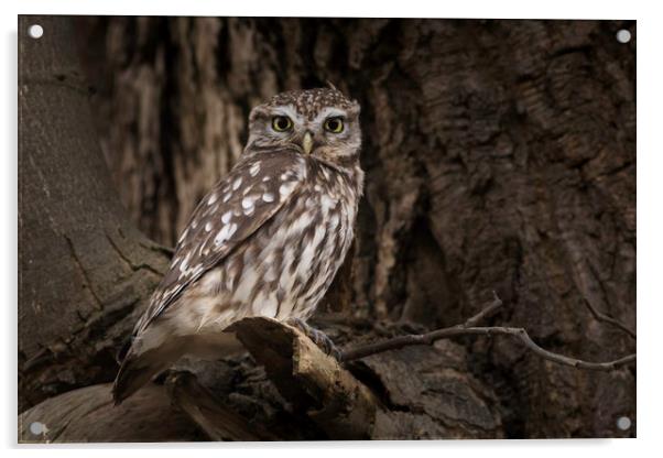 Little Owl Acrylic by Ian Hufton