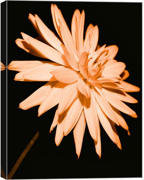 One Last bloom Canvas Print by Chris Manfield