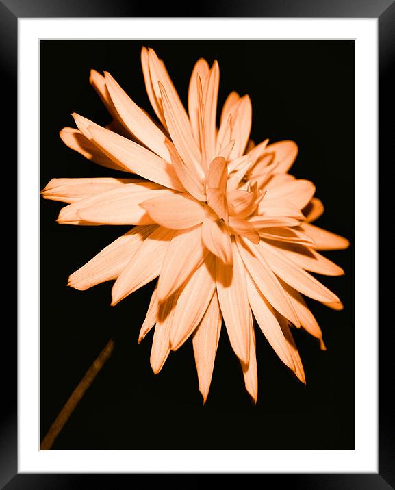 One Last bloom Framed Mounted Print by Chris Manfield