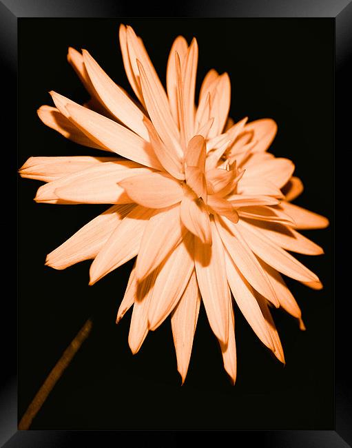 One Last bloom Framed Print by Chris Manfield