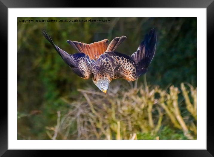 Red Kite Swooping Framed Mounted Print by Gary Britton