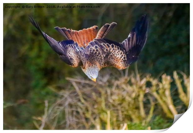 Red Kite Swooping Print by Gary Britton