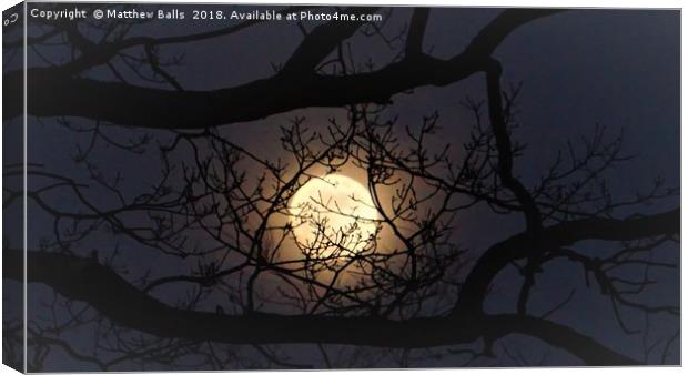                   Super moon Rising In A Tree      Canvas Print by Matthew Balls
