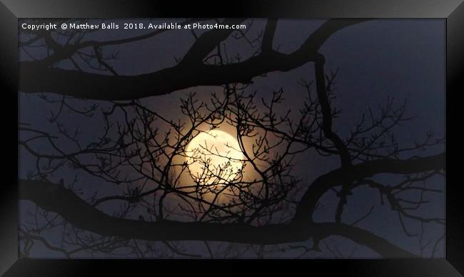                   Super moon Rising In A Tree      Framed Print by Matthew Balls