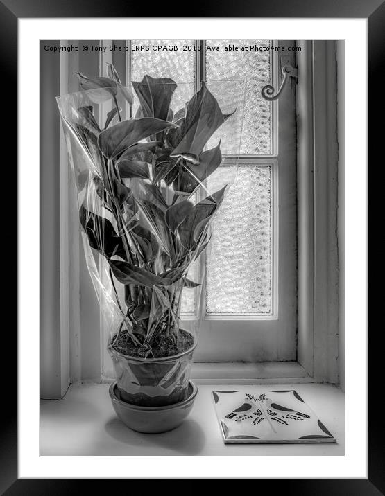 UNWANTED GIFT Framed Mounted Print by Tony Sharp LRPS CPAGB