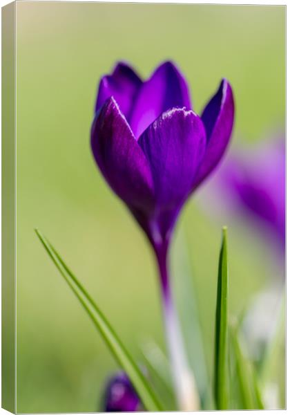The Lone Crocus Canvas Print by Images of Devon