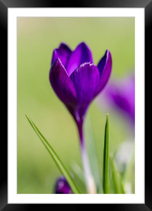 The Lone Crocus Framed Mounted Print by Images of Devon