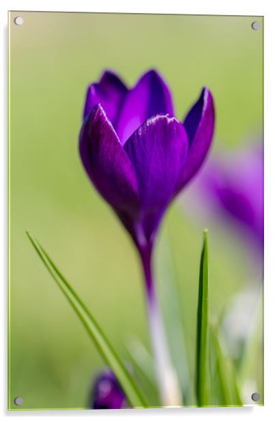 The Lone Crocus Acrylic by Images of Devon
