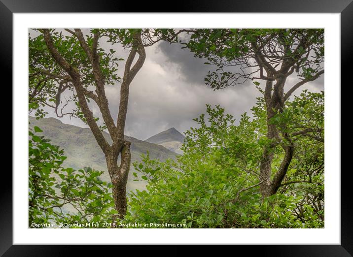 Ben Lui through the trees Framed Mounted Print by Douglas Milne