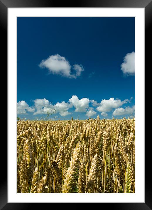 Fields Of Gold Framed Mounted Print by Mark Robson