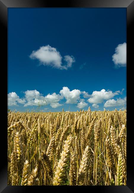 Fields Of Gold Framed Print by Mark Robson