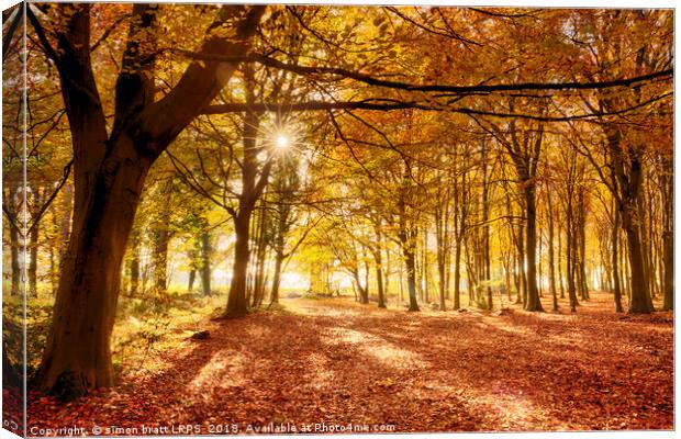 Amazing forest colours in autumn fall Canvas Print by Simon Bratt LRPS
