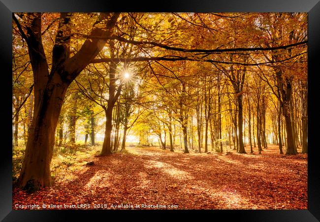 Amazing forest colours in autumn fall Framed Print by Simon Bratt LRPS