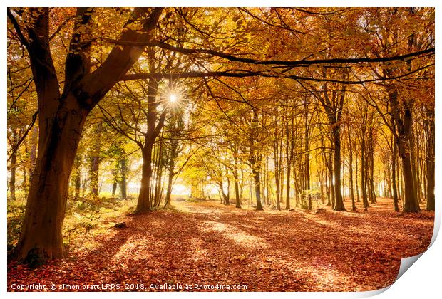 Amazing forest colours in autumn fall Print by Simon Bratt LRPS